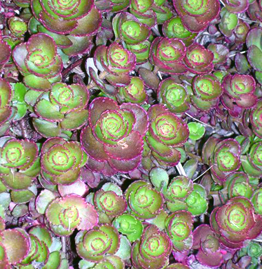 birth psychology, delivery, sterility, conception, debbie, deborah, issokson, , mass, ma, massachusetts, boston area, metro boston, belmont, waltham, newton, pembroke, wellesley, south shore,speaking, public speaking, seminar, family