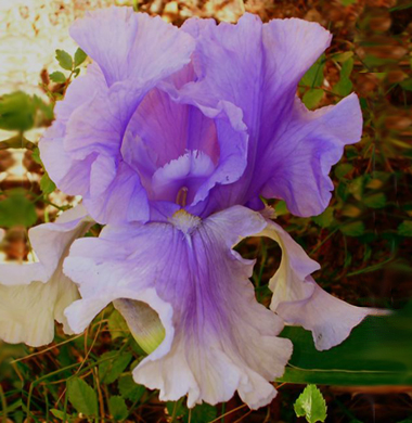 preconception counseling, pregnancy counseling, pregnancy pain, pregnancy management, loss, perinatal loss, perinatal pain, pregnancy discomfort, postpartum depression, postpartum help, postpartum counseling, hypnobirthing, psychology, psychological birth trauma, psychological pregnancy trauma, post pregnancy disorders, pregnancy disorders, birth psychology, delivery, sterility, conception, debbie, deborah, issokson, , mass, 